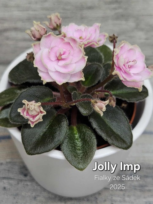 Jolly Imp